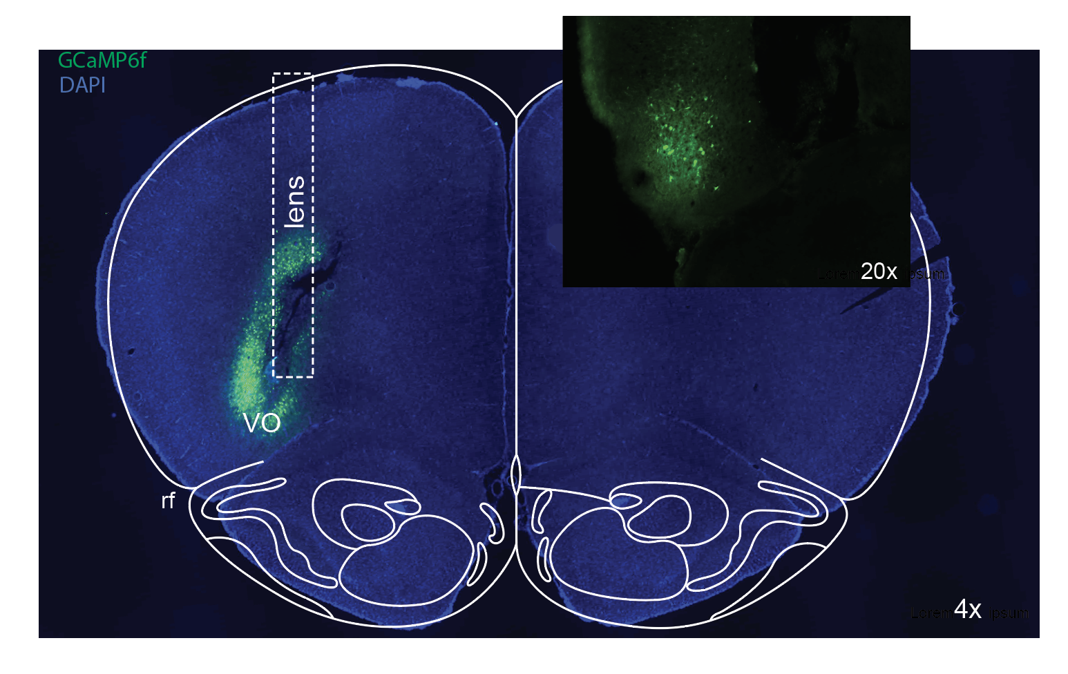 Techniques Izquierdo Lab